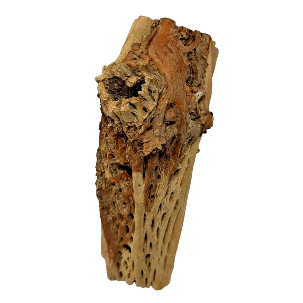 N/A natural cholla